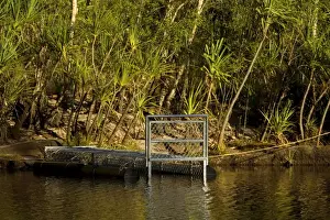 Traps Prints: Crocodile trap - a big crocodile trap is set to catch a stray saltwater crocodile