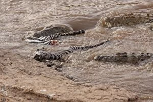 Images Dated 16th August 2010: Crocodiles - feeding on killed Zebra