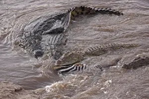 Crocodiles - feeding on killed Zebra - Maasai Mara - Kenya