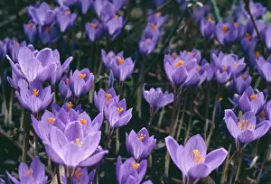 Crocus Prints: Crocus