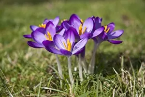 Images Dated 21st February 2009: Crocus - clump of flowers