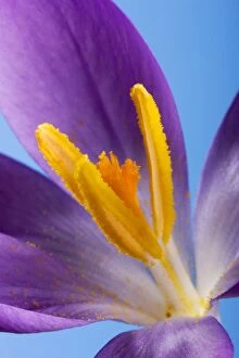 Crocus flower - close up of stamens & pollen