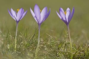 Crocus in flower October French Pyrenees