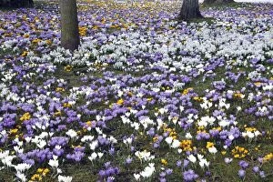 Crocus - flowering in park at springtime