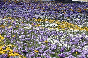 Crocus Prints: Crocus - flowering in park at springtime - Lower Saxony - Germany