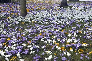Crocus Prints: Crocus - flowering in park at springtime - Lower Saxony - Germany