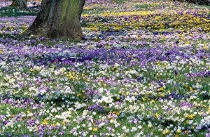 Crocus - mass in spring time