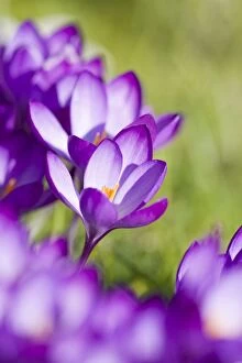 Crocus - Purple flowers in spring