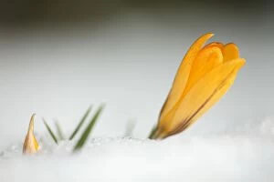 Images Dated 11th March 2010: Crocus - single yellow blossom flowering in snow - springtime - lower Saxony - Germany