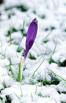 Images Dated 28th January 2005: Crocus In the snow