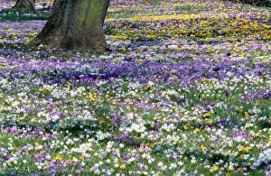 Masses Prints: Crocus - in spring-time