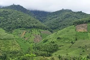 crop plantation on deforested area