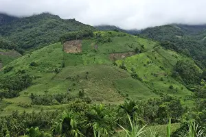 crop plantation on deforested area - Northern Sumatra - Indonesia
