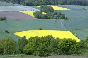 Cereal Prints: Crops - cereal and oil-rape seed crops on hill land, Hessen, Germany