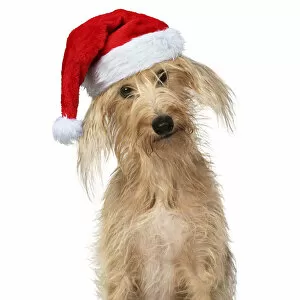 Cross Breed Dog, head on one side, wearing Christmas hat Date: 18-Mar-19