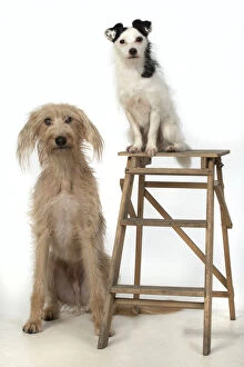 Images Dated 11th March 2020: Cross Breed dog and Jack Russell Terrier in the studio