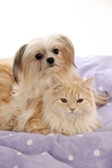 Cross breed dog laying next to ginger cat