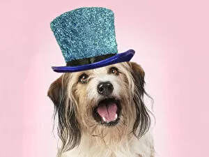 Images Dated 4th August 2020: Cross Breed Dog, mouth open, pink background wearing a blue glitter hat