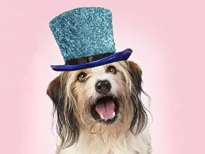 Cross Breed Dog, mouth open, pink background wearing a blue glitter hat