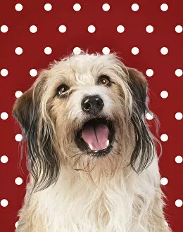 Portraits Collection: Cross Breed Dog, mouth open, polka dot background