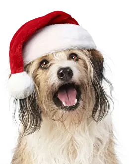 Portraits Prints: Cross Breed Dog, mouth open, wearing Christmas hat