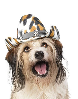 Images Dated 31st March 2020: Cross Breed Dog, mouth open, wearing cowboy hat