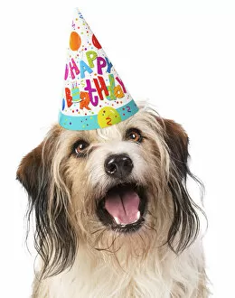 Images Dated 17th March 2020: Cross Breed Dog, mouth open, wearing Happy Birthday party hat Date: 18-Mar-19