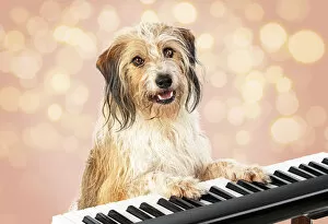 Cross breed Dog, sitting at a piano / keyboard, paws on keys Date: 18-Mar-19