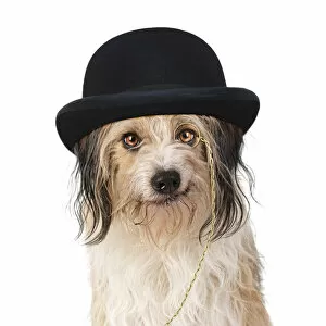 Images Dated 17th March 2020: Cross Breed Dog, smiling, wearing bowler hat and monocle Date: 18-Mar-19
