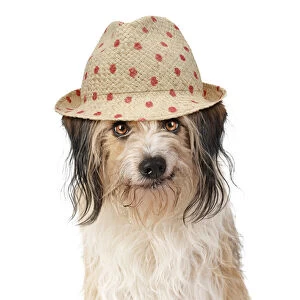Portraits Collection: Cross breed Dog, smiling, wearing sun hat