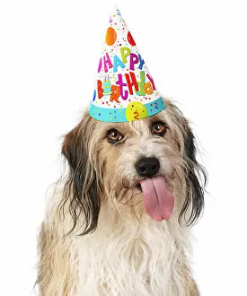 Portraits Collection: Cross Breed Dog, tongue out, wearing Happy Birthday party hat