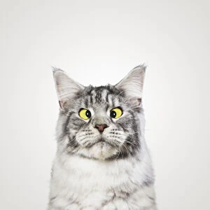Cross-eyed cat with yellow eyes. Date: 17-Mar-20