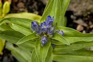 Images Dated 21st July 2006: Cross gentian (Gentiana cruciata), Alps