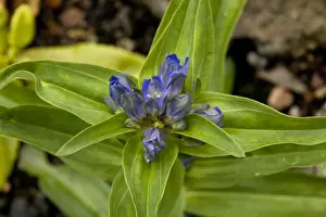 Gentian Prints: Cross gentian (Gentiana cruciata), Alps