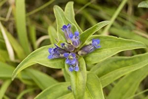 Images Dated 6th July 2007: Cross Gentian (Gentiana cruciata) in flower, Romania