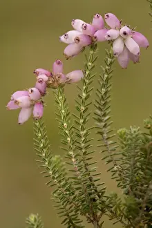 Heath Prints: Cross-leaved heath (Erica tetralix) in flower, on Dorset heath