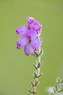 Images Dated 28th June 2006: Cross Leaved Heath - UK