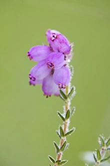 Images Dated 28th June 2006: Cross Leaved Heath - UK