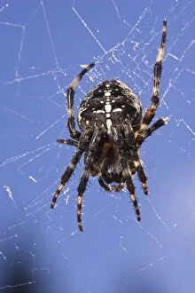 Images Dated 28th July 2010: A Cross Spider (Araneus diadematus)