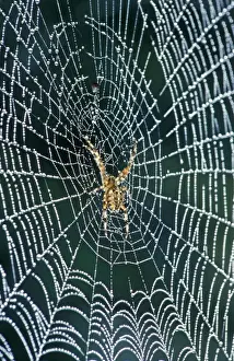 Cross Spider - In web coverd with dew - The Netherlands, Overijssel, Zwartsluis, garden