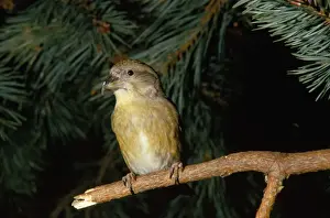 Crossbill