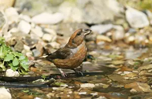 Crossbill Prints: Crossbill CK 2084 Loxia curvirostra © Chris Knights / ardea. com