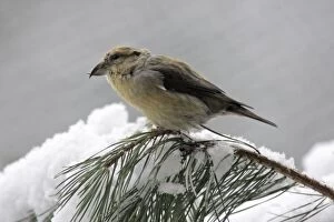 Crossbill - female on pine branch in winter