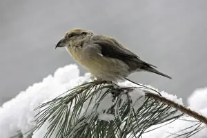 Crossbill Prints: Crossbill - female on pine branch in winter Bavaria, Germany