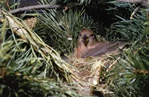 Crossbill - in nest