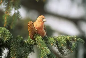 Crossbill WAT 2625 Male on branch Loxia curvirostra © M. Watson / ardea. com