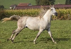 Images Dated 30th September 2012: Crossbread Arab Horse - running. Andalou, Vesoul