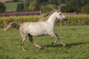 Images Dated 30th September 2012: Crossbread Arab Horse - running. Andalou, Vesoul