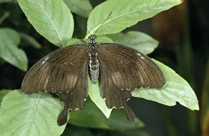 Crow Swallowtail Butterfly China