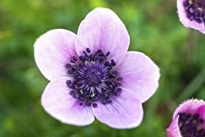 Images Dated 18th January 2013: Crown Anemone